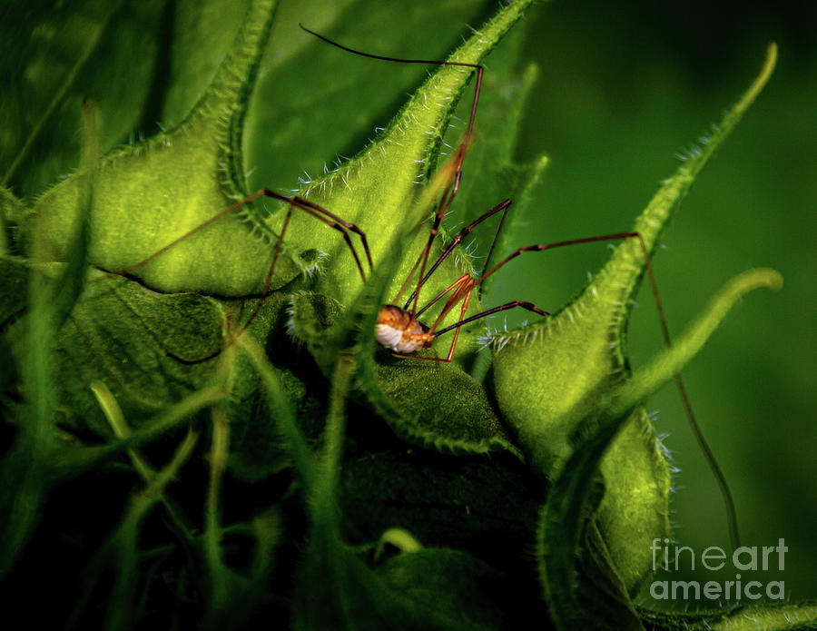 Spider Photograph by William Norton