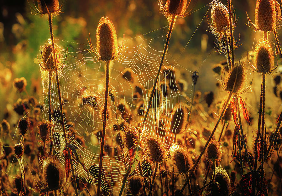 Spiders Web At Sunrise Photograph