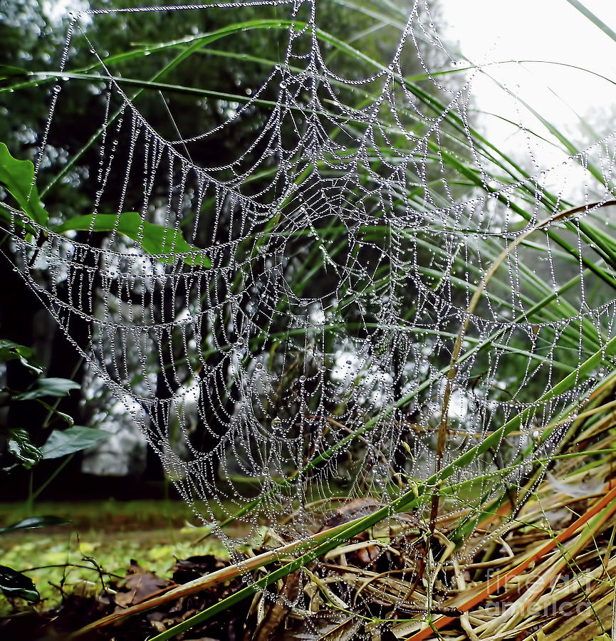 Spiders Web Photograph by D Hackett
