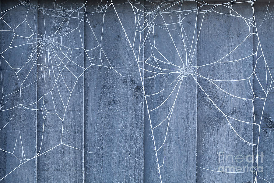 Spiders web on fence with winter ice Photograph by Simon Bratt
