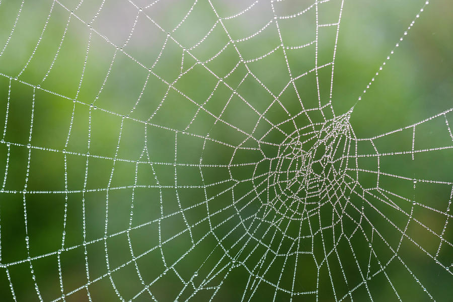 Spider's Web, With Dew, Close-up Digital Art by Planet Pictures - Fine ...