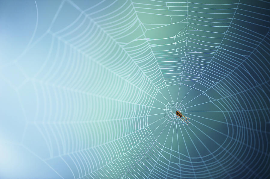 Spiders Web With Spider Photograph by Elisabeth Schmitt