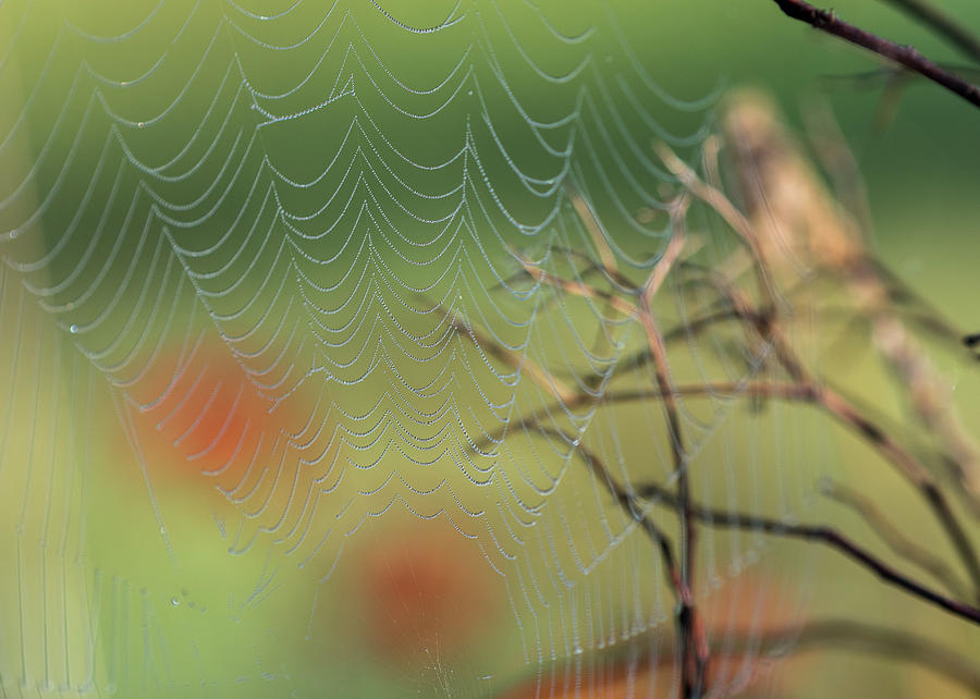 Spiderscape by Robert Potts Spiderscape by Robert Potts