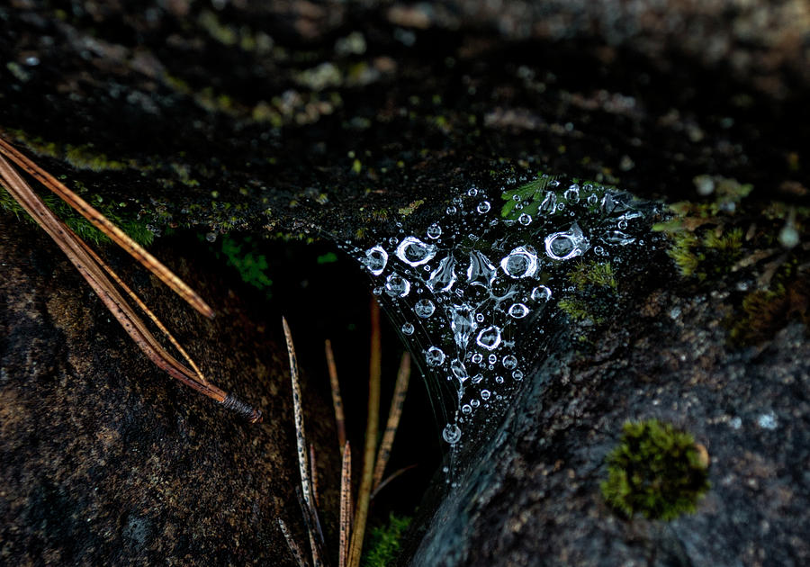 Spiderweb Diamonds Photograph by Betty Depee