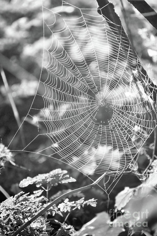 Spider Photograph - Spiderweb in Morning Dew by Kristi Beers-Mason