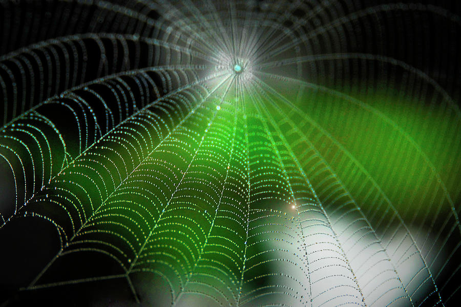 Spiderweb Photograph by Propiedad De Jaime Serrano 69
