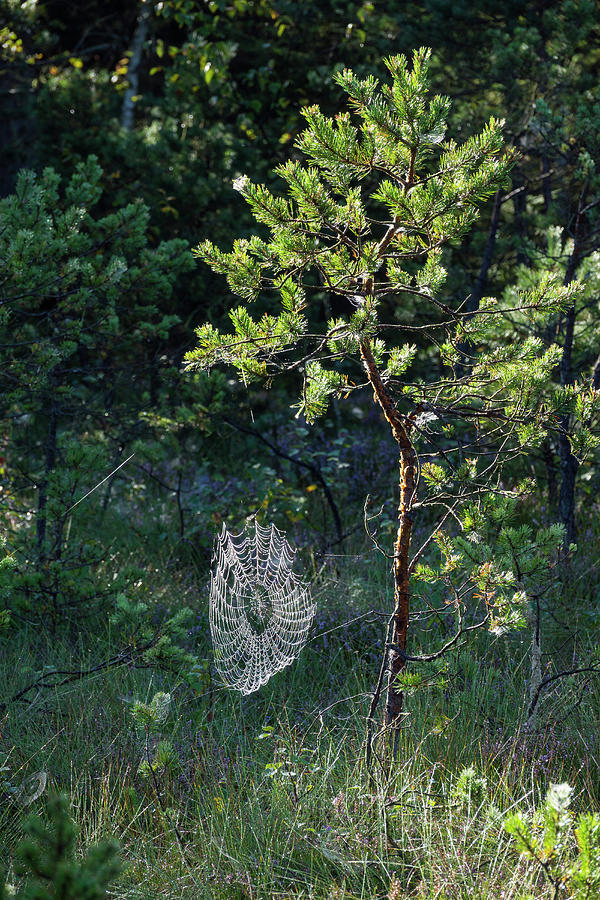 Spiderweb With Dew On Young Pine Tree, Pinus Spec., Bavaria, Germany Photograph by Konrad Wothe