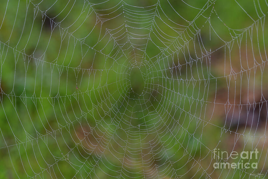 Spiderweb With Droplets Photograph by Jennifer White