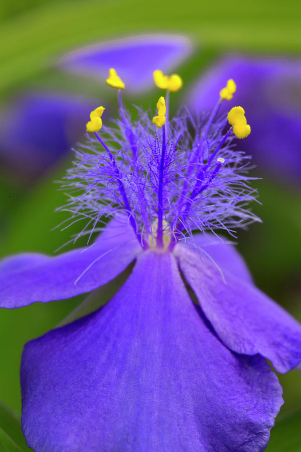 Adam Jones Photograph - Spiderwort Flower Close-up, Tradescantia by Adam Jones