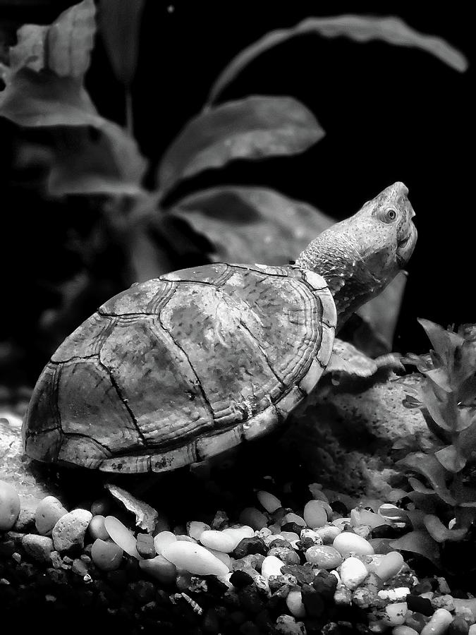Spike The Turtle Photograph