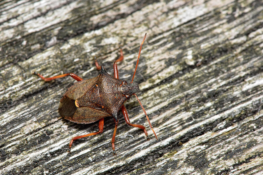 Spiked Sheildbug A Large Distinctive Predatory Shieldbug Photograph by ...