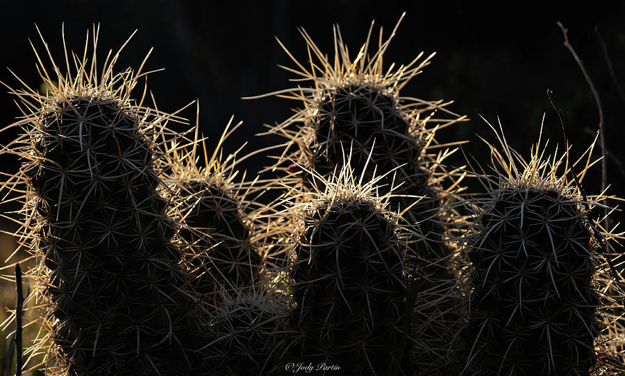 Spikes Photograph by Jody Partin