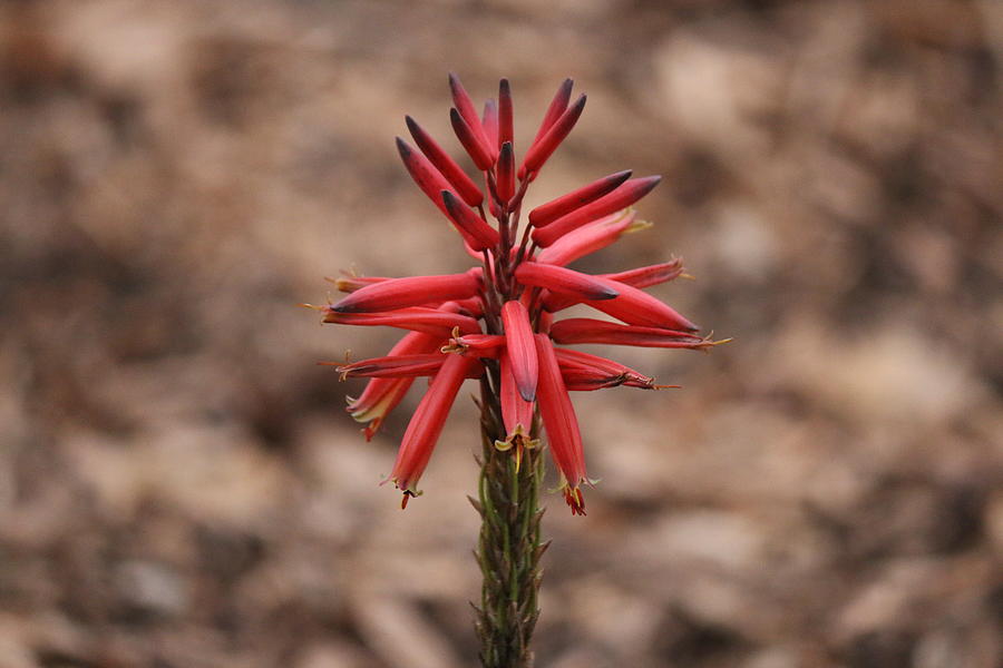 Spiral Aloe Flower  Photograph by Christy Pooschke