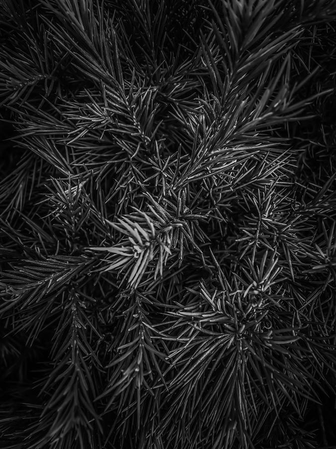 Spiky Plant Texture Abstract In Black And White Photograph