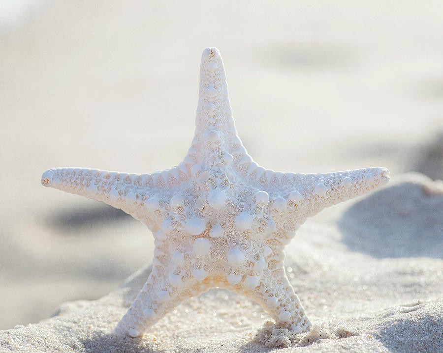 Spiky Starfish Photograph