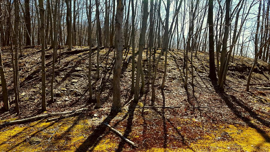 Spillway Trees Photograph by Cory Robertson | Fine Art America