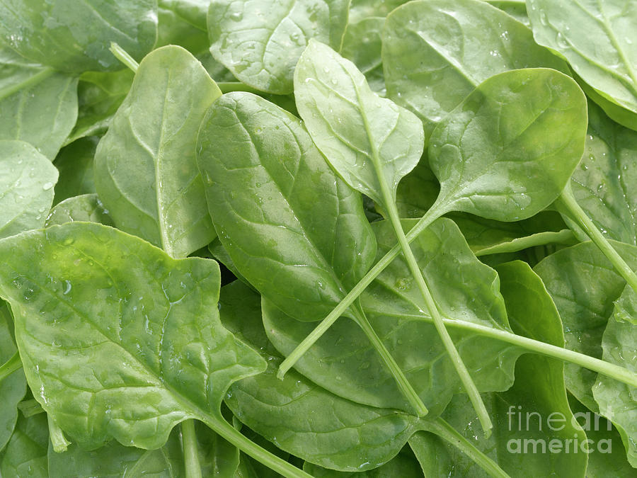 Spinach Leaves Photograph by Maximilian Stock Ltd/science Photo Library