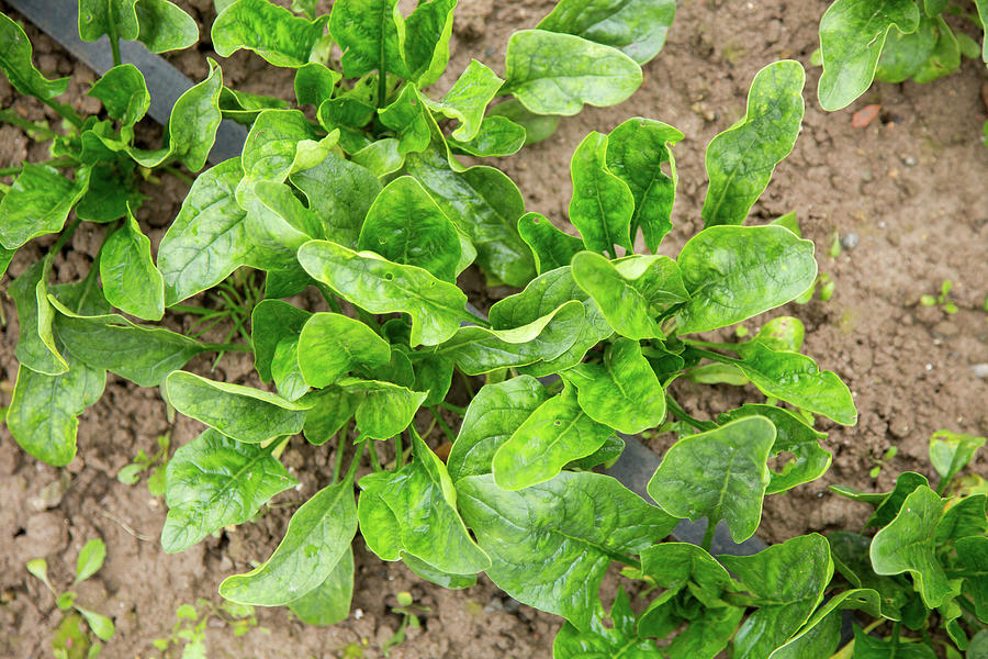 Spinach Plants In A Vegetable Patch Photograph by Albert Gonzalez