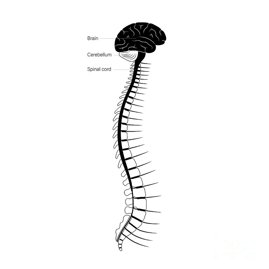 Spinal Cord Anatomy Photograph by Pikovit / Science Photo Library