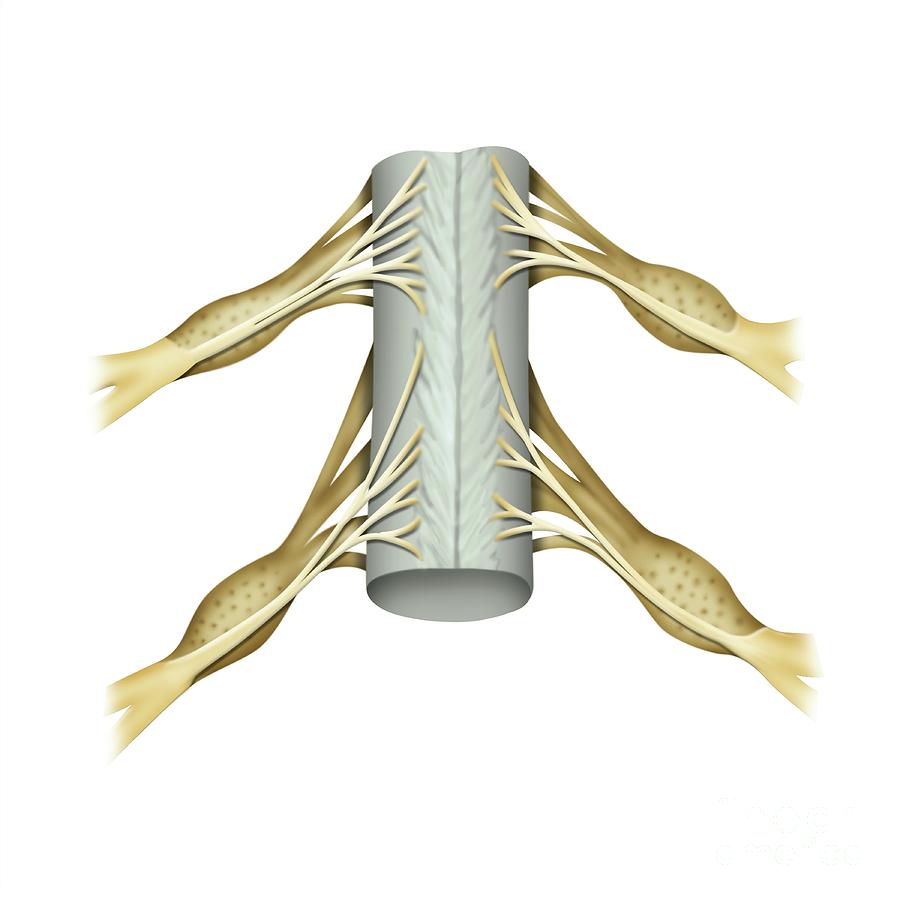 Spinal Ganglia Anatomy Photograph By Maurizio De Angelis Science Photo 