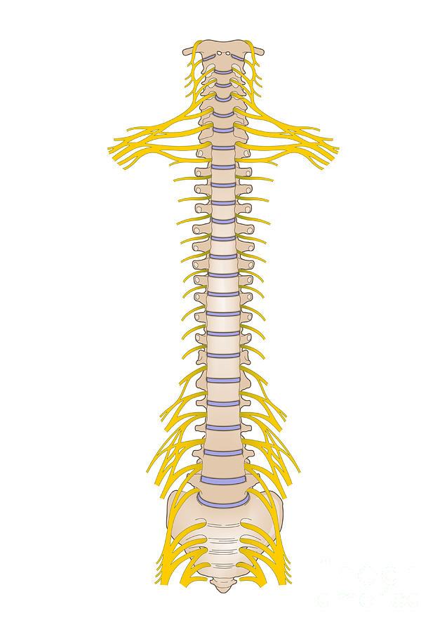 Spinal Nerves And Plexuses Photograph by Samantha Elmhurst/science Photo Library