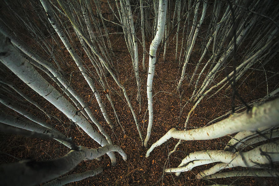 Spindly Aspen Trees From A High Angle Photograph by Joel Koop / Design Pics