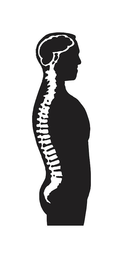 Spine Diagram Drawing by CSA Images - Fine Art America