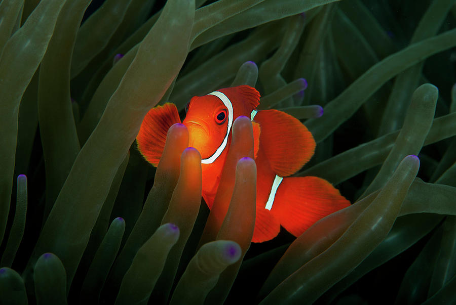 Spinecheek Anemonefish Photograph by Alastair Pollock Photography