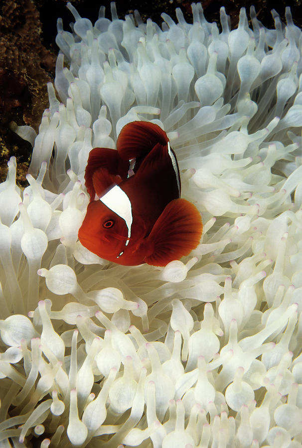 Spinecheek Clownfish In Bleached Photograph by Tammy616