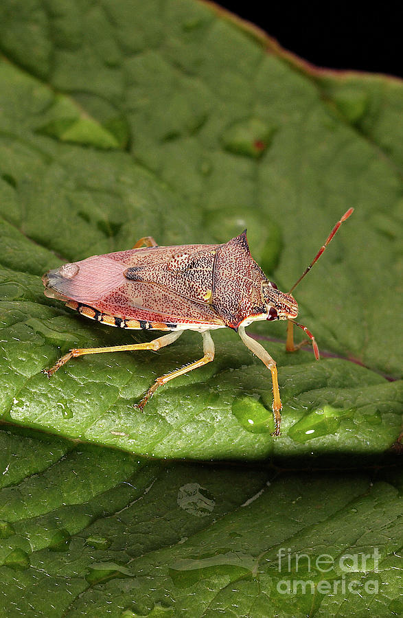 Wildlife Photograph - Spined Soldier Bug by Uk Crown Copyright Courtesy Of Fera/science Photo Library