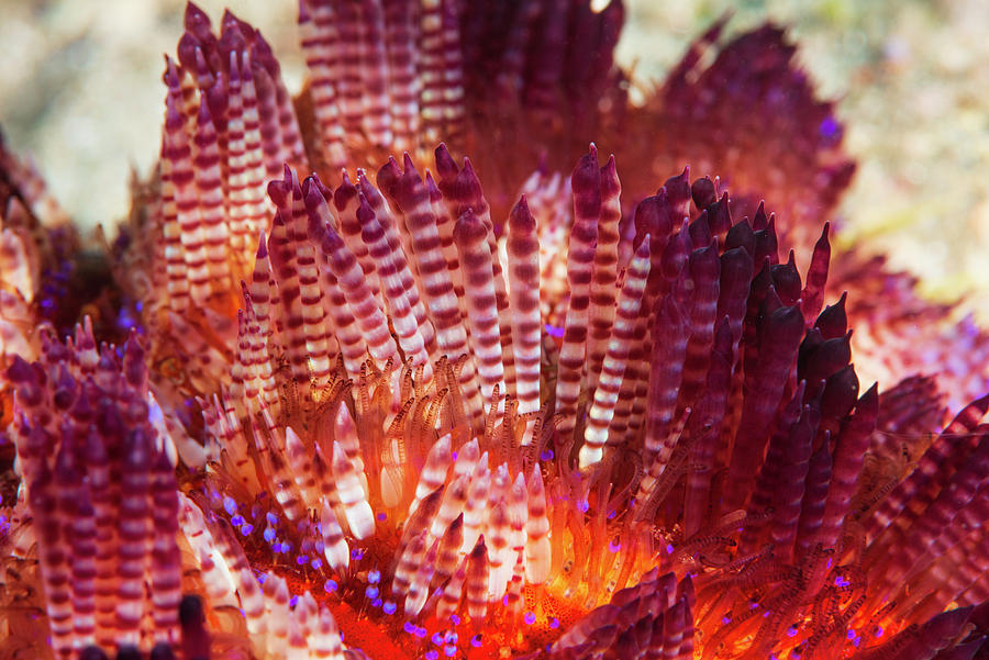 Spines Of False Fire Urchin Photograph by Andrew Martinez