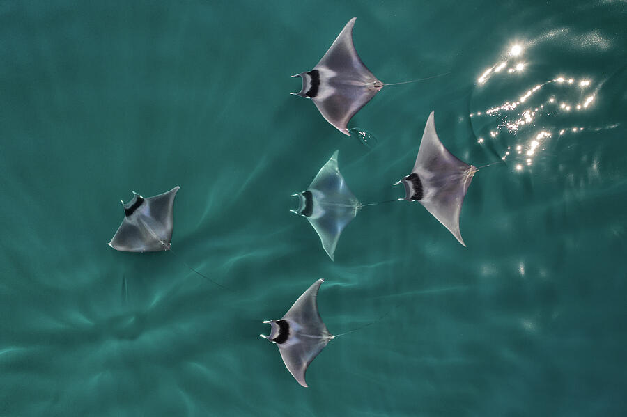Spinetail Devil Rays Aerial View, Baja California Photograph by Mark Carwardine / Naturepl.com Spinetail Devil Rays Aerial View, Baja California Photograph by Mark Carwardine / Naturepl.com