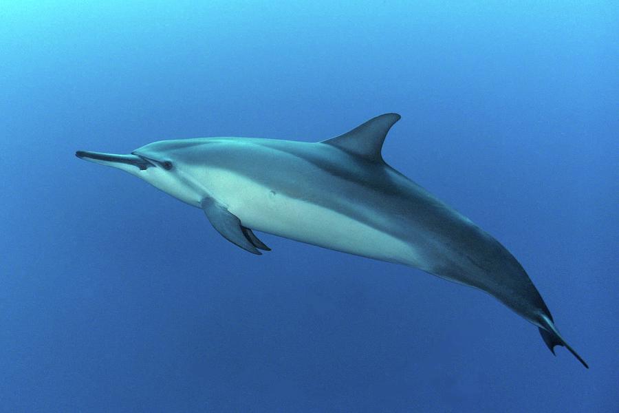 Spinner Dolphin Profile Photograph by Photo By Barry Fackler