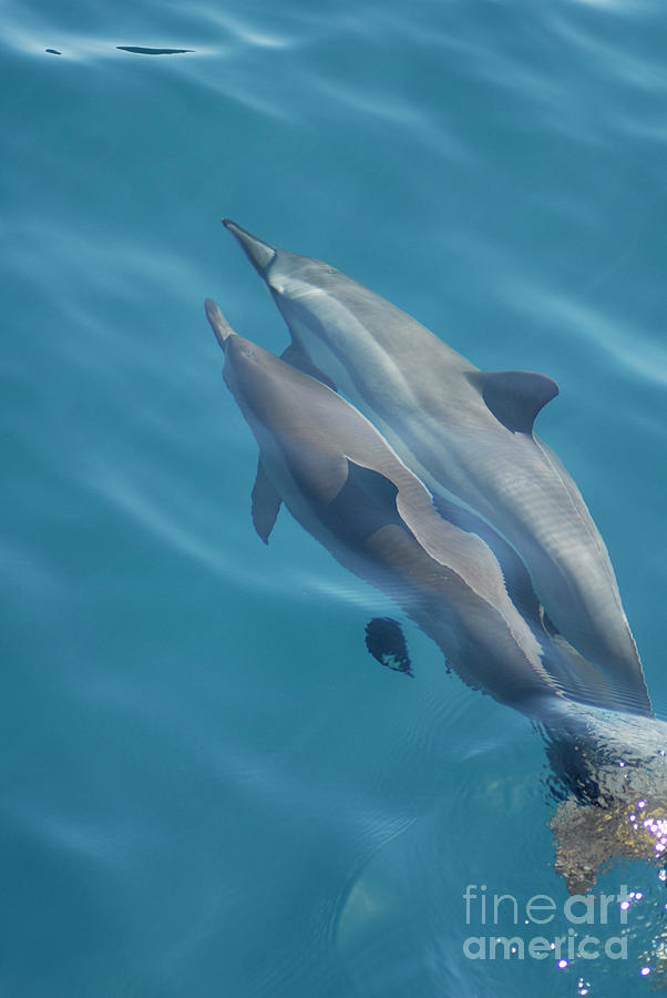 Spinner Dolphins 2 Photograph by Denise Bruchman