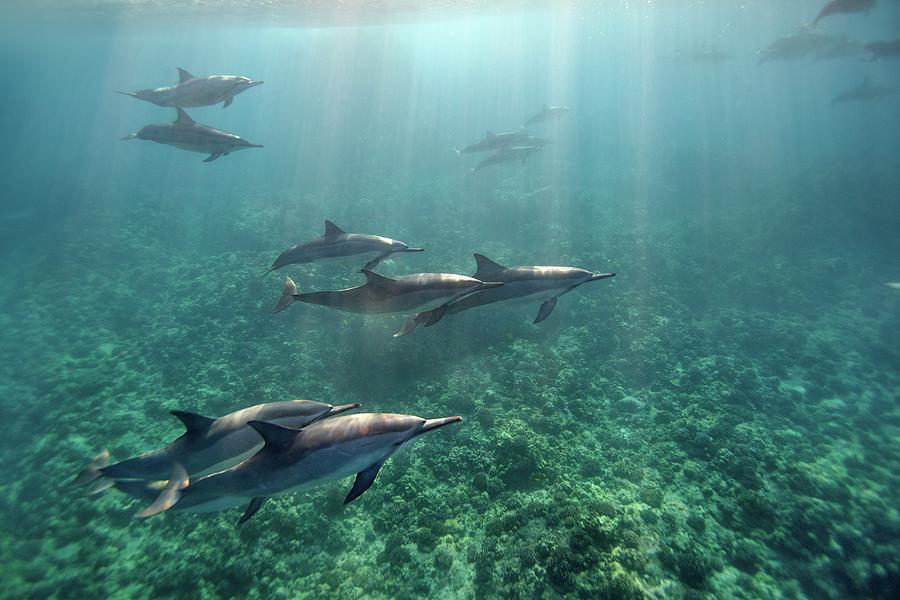 Spinner Dolphins Photograph by Ai Angel Gentel