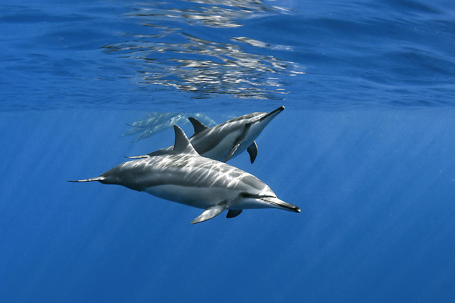 Spinner Dolphins Photograph by Cdric Pneau