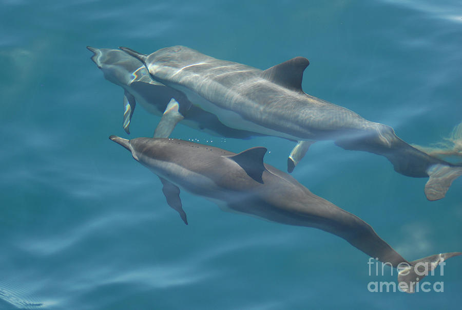 Spinner Dolphins Photograph by Denise Bruchman
