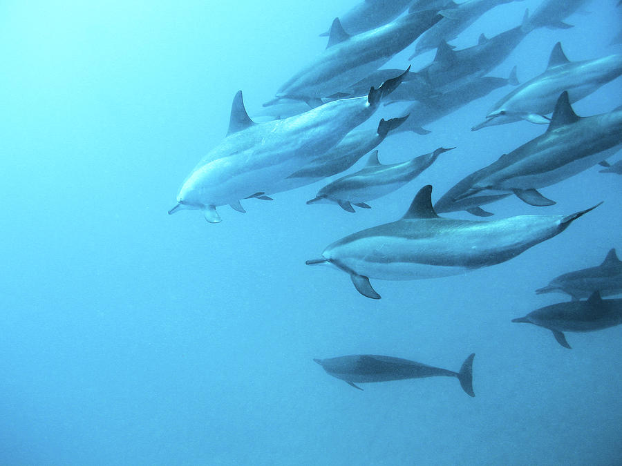 Spinner Dolphins Hawaii Photograph by M Swiet Productions