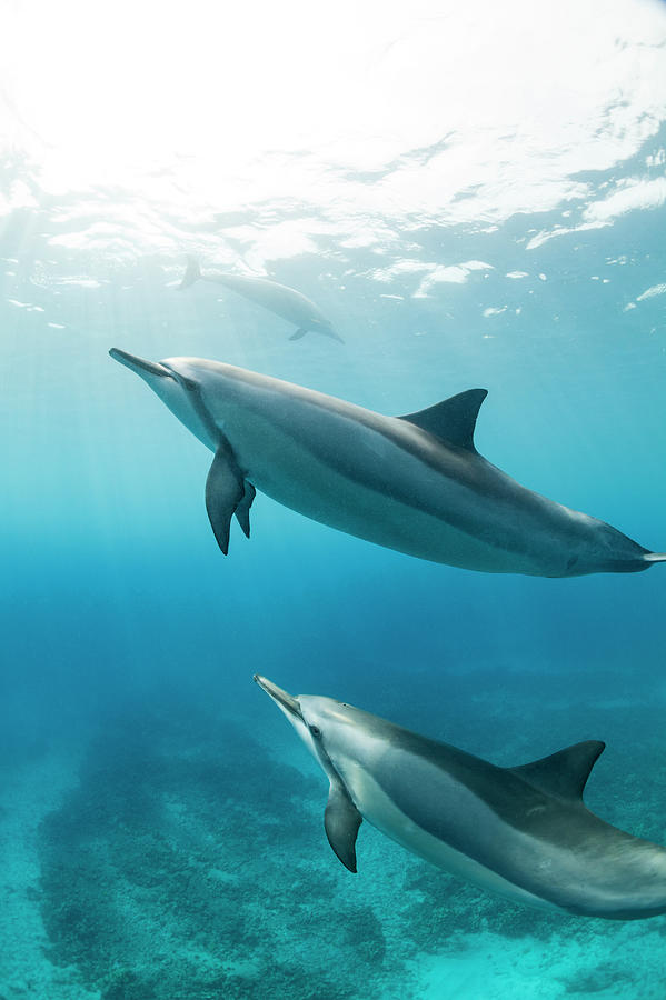 Spinner Dolphins, Hawaii Photograph by Michele Westmorland
