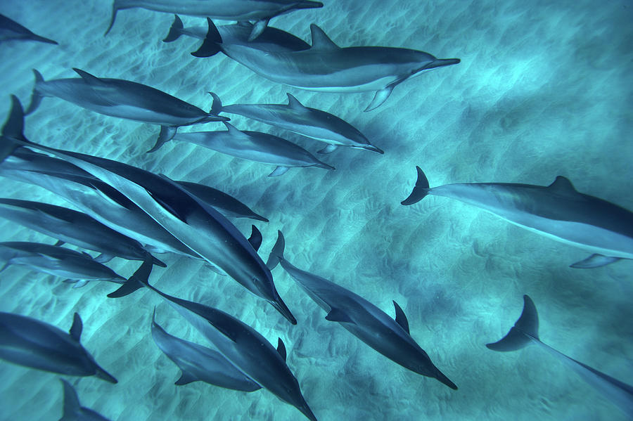 Spinner Dolphins Photograph by M Swiet Productions