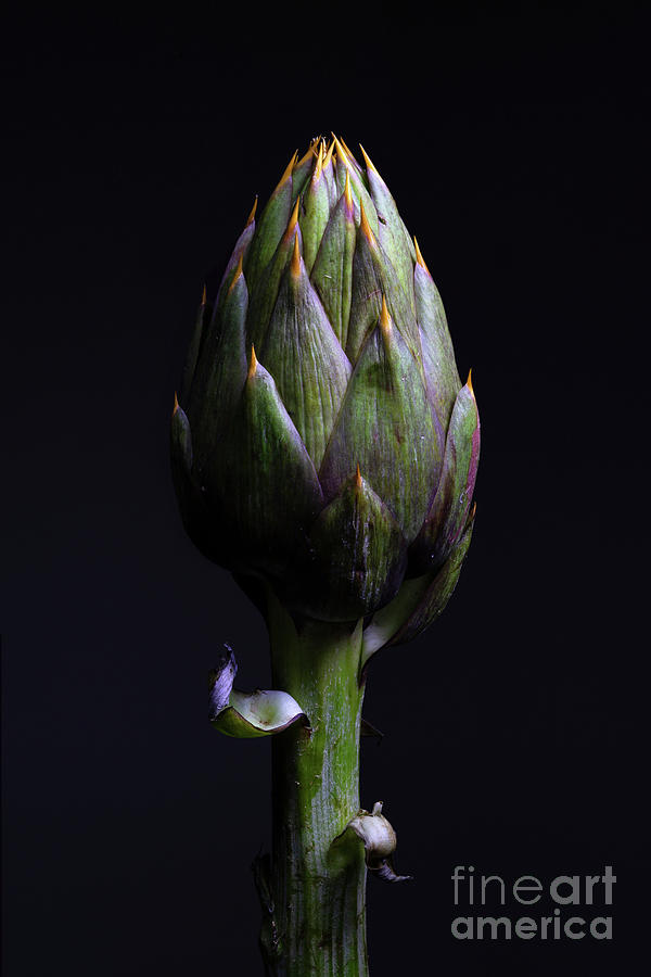 Spiny Artichoke (cynara Scolymus) Head Photograph by Riccardo Bianchini ...