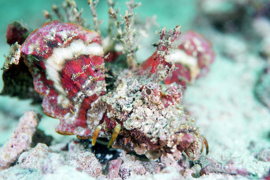 Spiny Devilfish by Scubazoo/science Photo Library