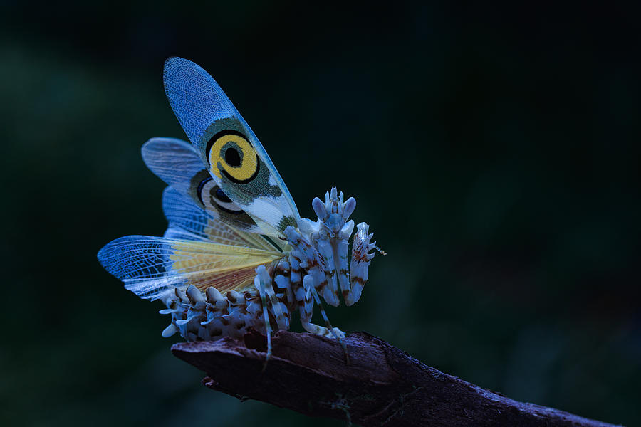 Blue Orchid Mantis