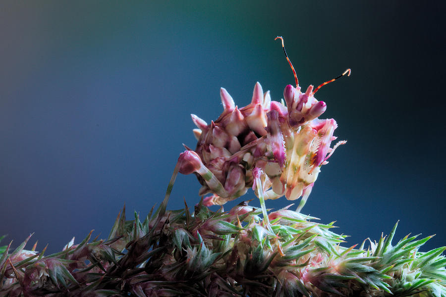 Spiny Flower Mantis Nymph Photograph by Jimmy Hoffman
