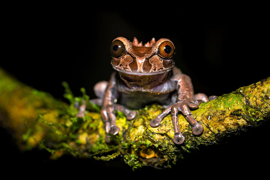 Tree frog on moss stock image. Image of close, animals - 17386023