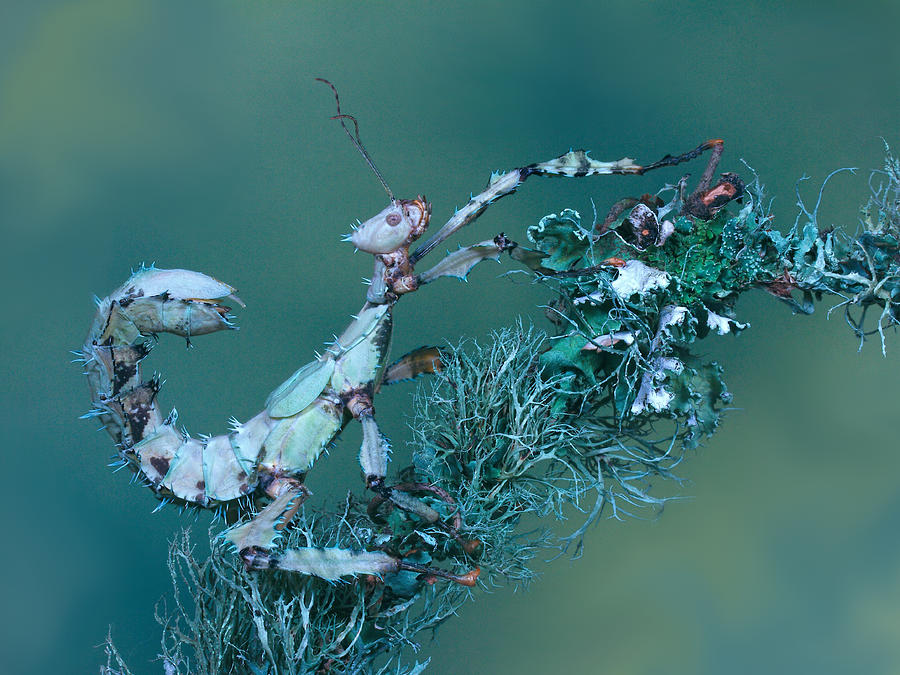 Spiny Leaf Insect Photograph by Jimmy Hoffman
