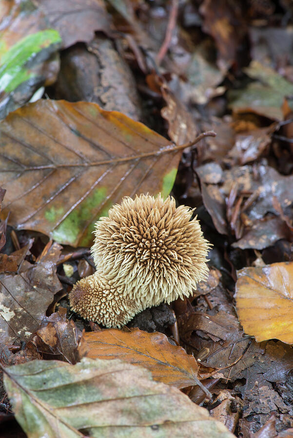 Spiny Puffball Surrey, England, Uk. Photograph by Adrian Davies ...