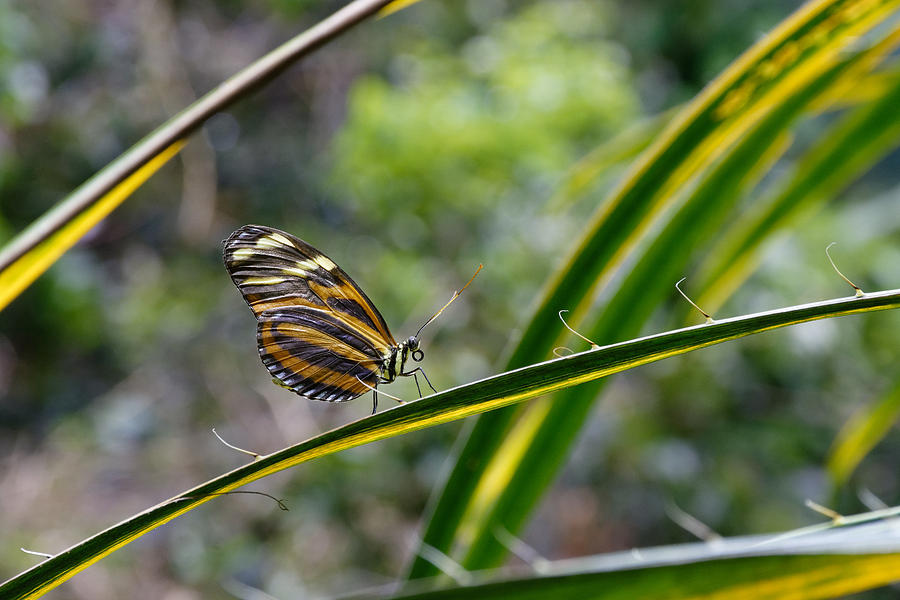 Spiny Runway -- Tiger Longwing Butterfly at California Academy of Sciences, California Photograph by Darin Volpe