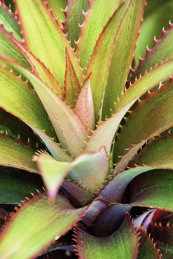 Spiny Succulent II Photograph by Leda Robertson
