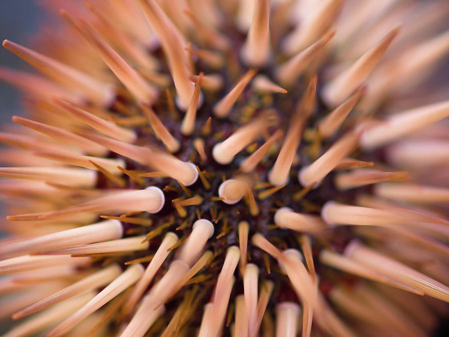 Spiny Urchin Photograph by Christopher Johnson
